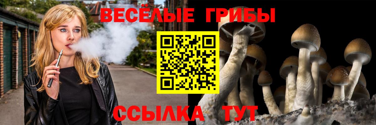 Видное  Галлюциногенные грибы Psilocybine cubensis  Вход с VPN  Псилоцибиновые грибы Psilocybine cubensis 
